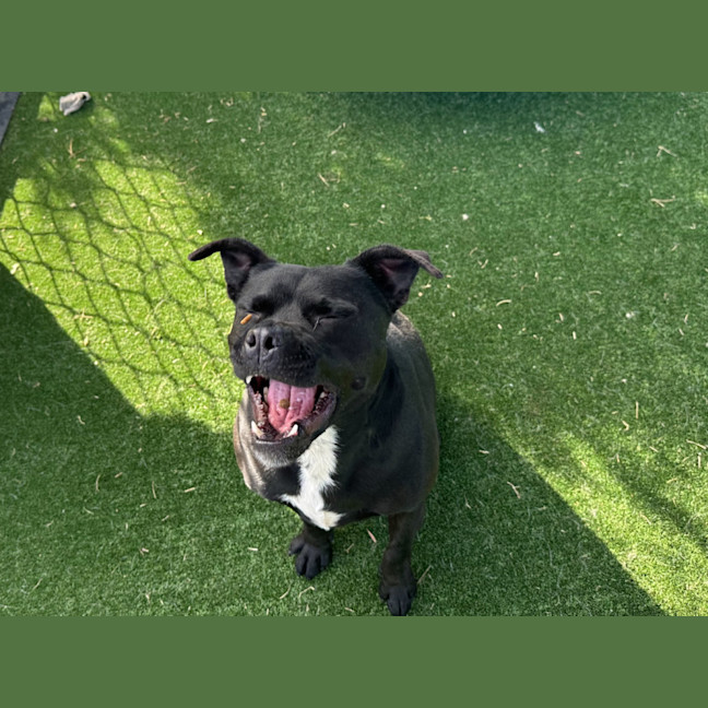 Photo of Gravy Boat Imp 1363