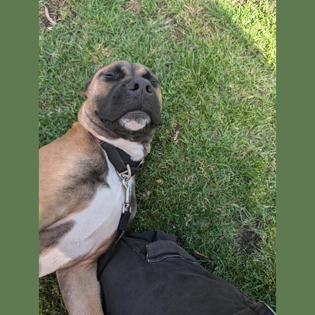 Photo of Rocky