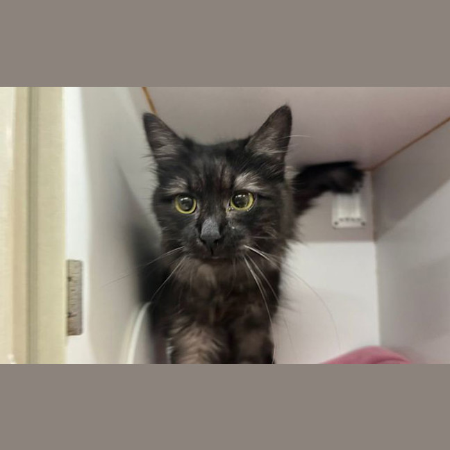 Photo of Shadow
