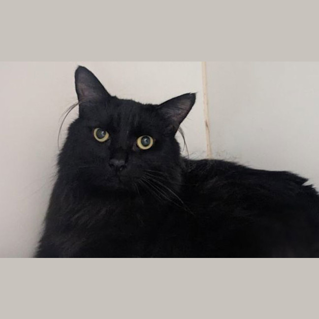 Photo of Ludos