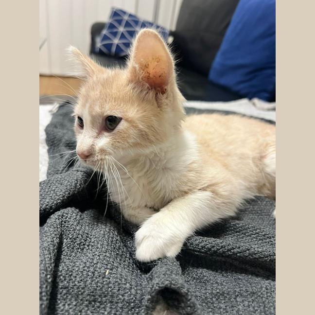 Photo of Stumpy