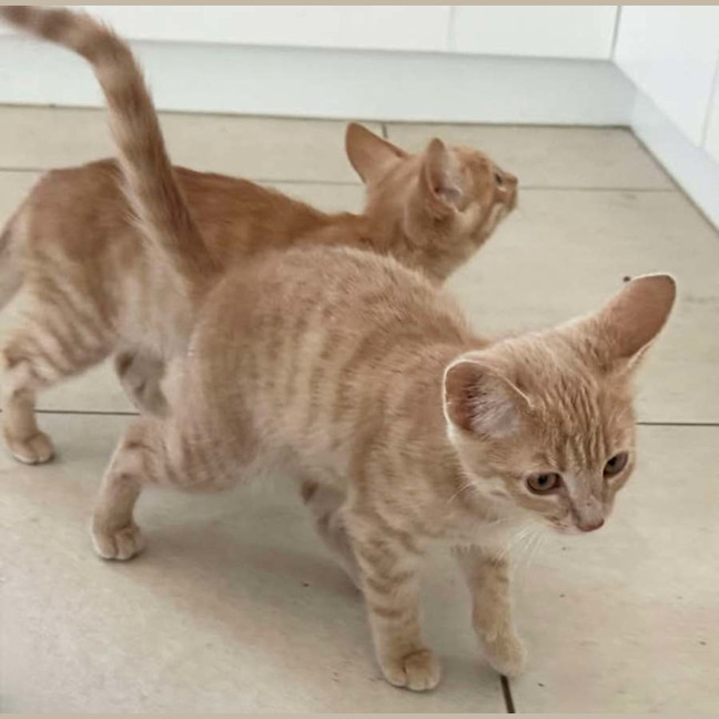 Photo of Mufasa ** 2nd Chance Cat Rescue**