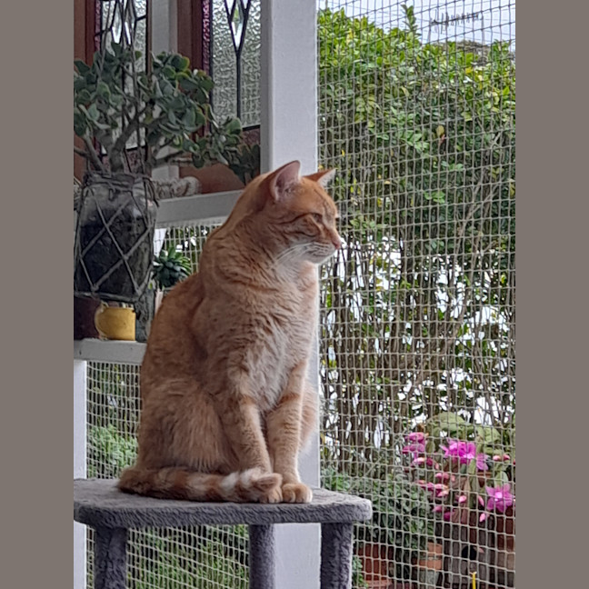 Photo of Flynn