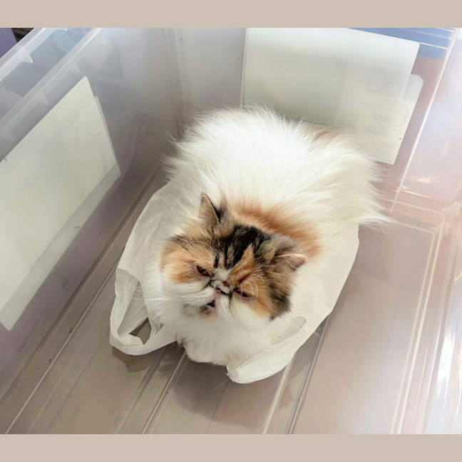 Photo of 📦Lois📦