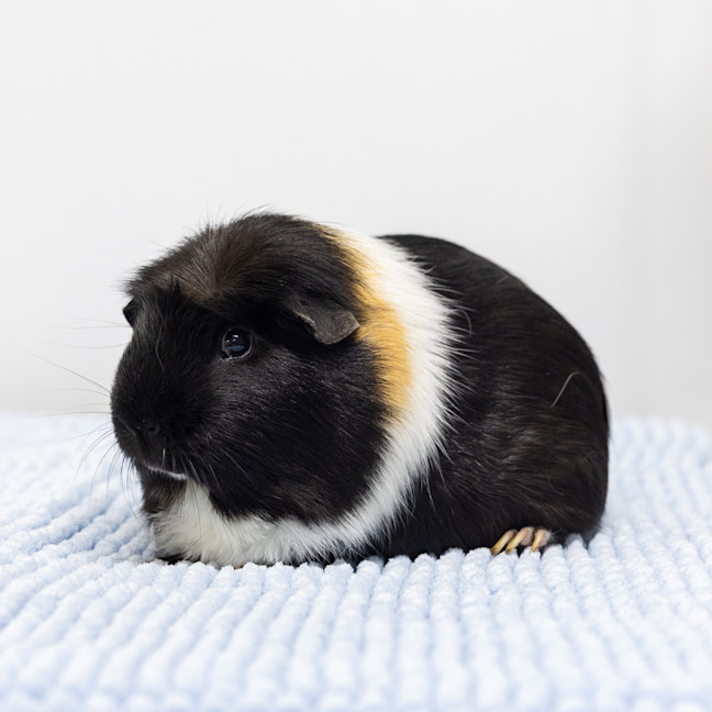 Photo of Brave