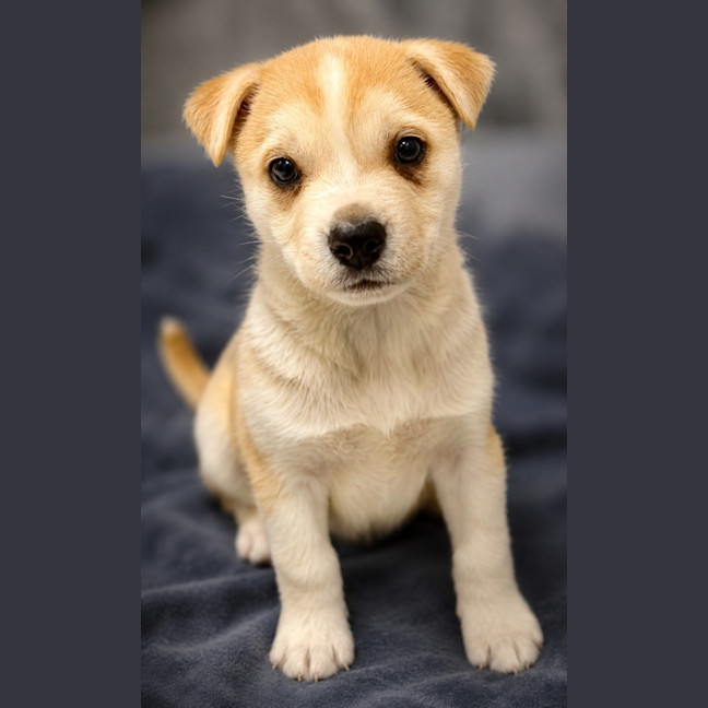 Photo of Willow