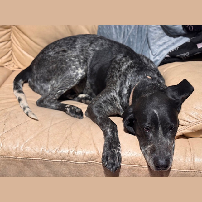 Photo of Koda