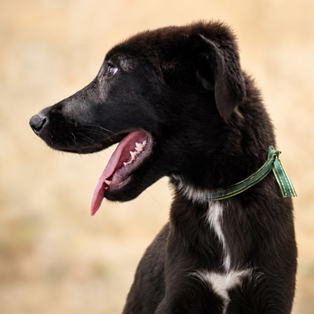 Photo of Hermes