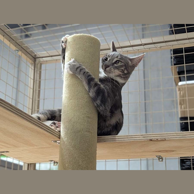Photo of Arthur ** 2nd Chance Cat Rescue**