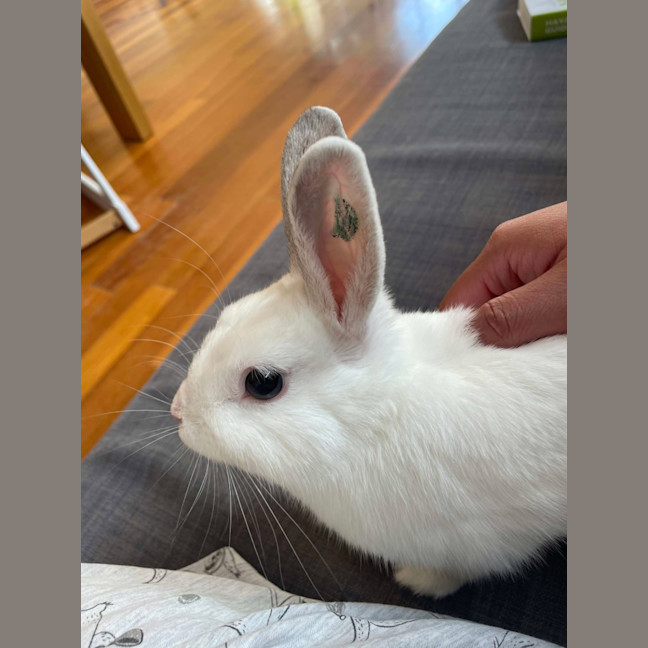 Photo of Rabbit Irwin