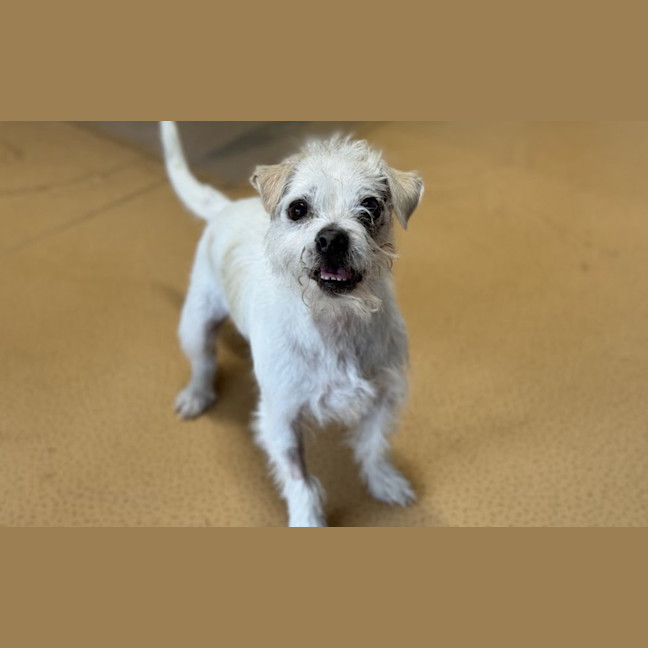 Photo of Buddy