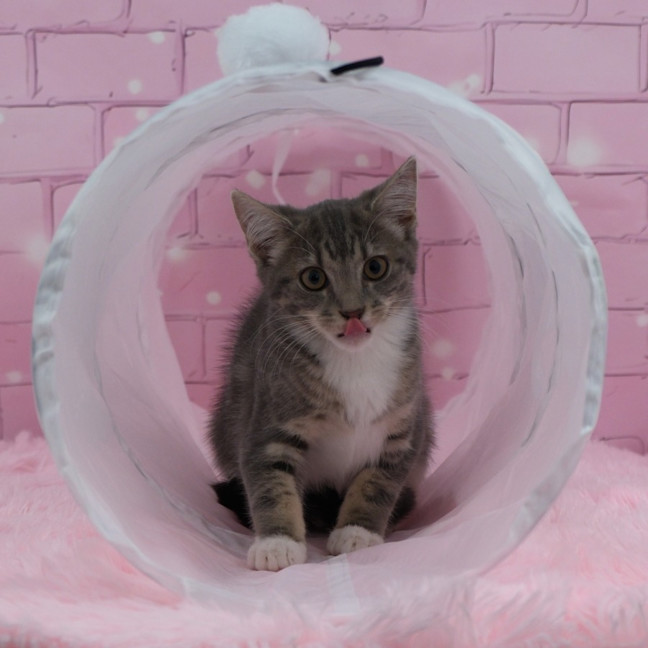 Photo of Misty