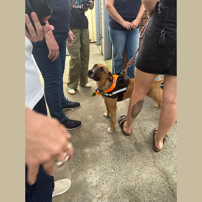 Photo of Teddy   8 Month Old Mixed Breed