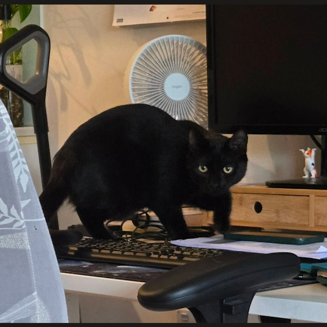 Photo of Shadow
