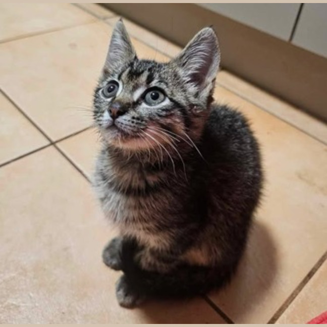 Photo of Hiccup