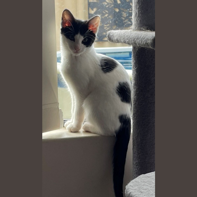 Photo of Bandito