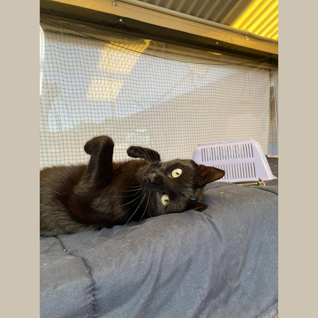 Photo of Binx