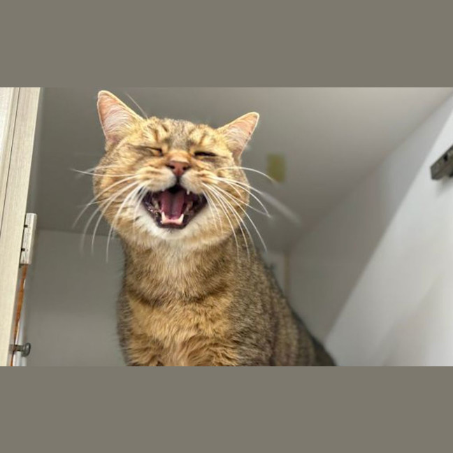 Photo of Maisy