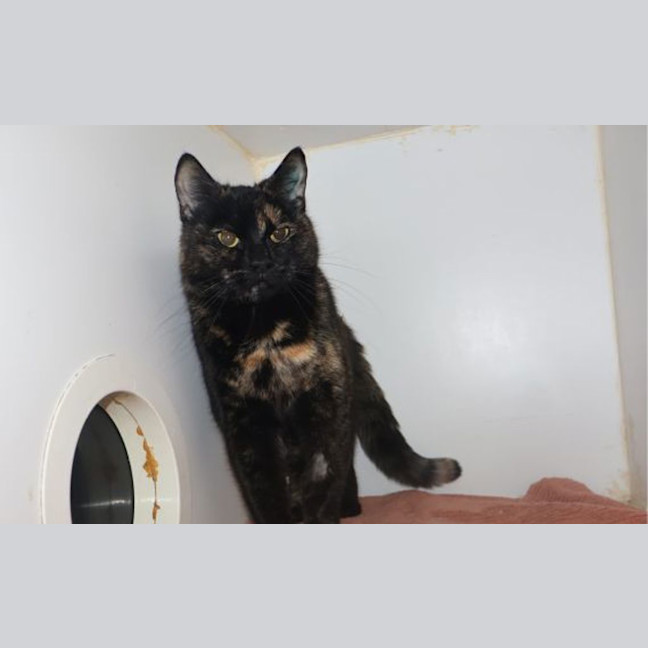 Photo of Pepper