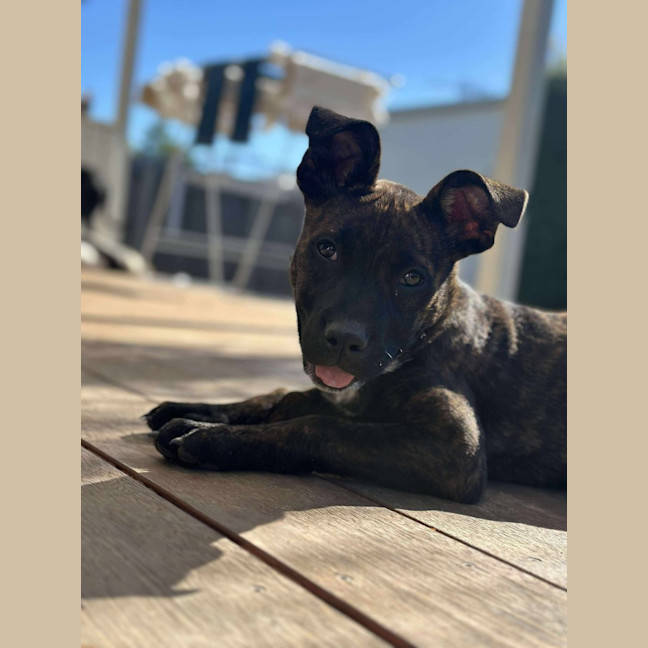 Photo of Lola