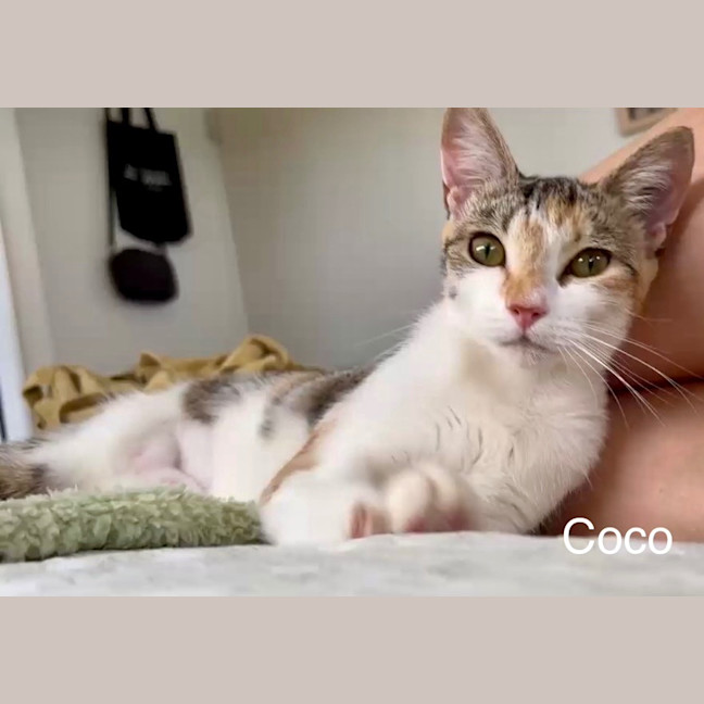 Photo of Coco