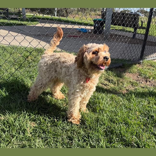 Photo of Cookie