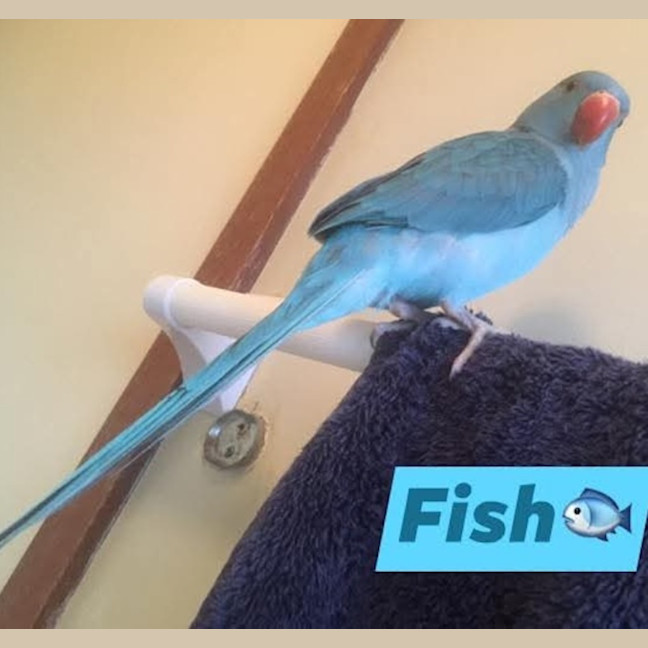 Photo of Bilbo And Fish