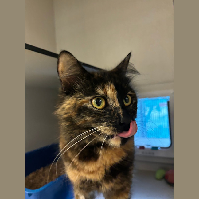Photo of Izzy