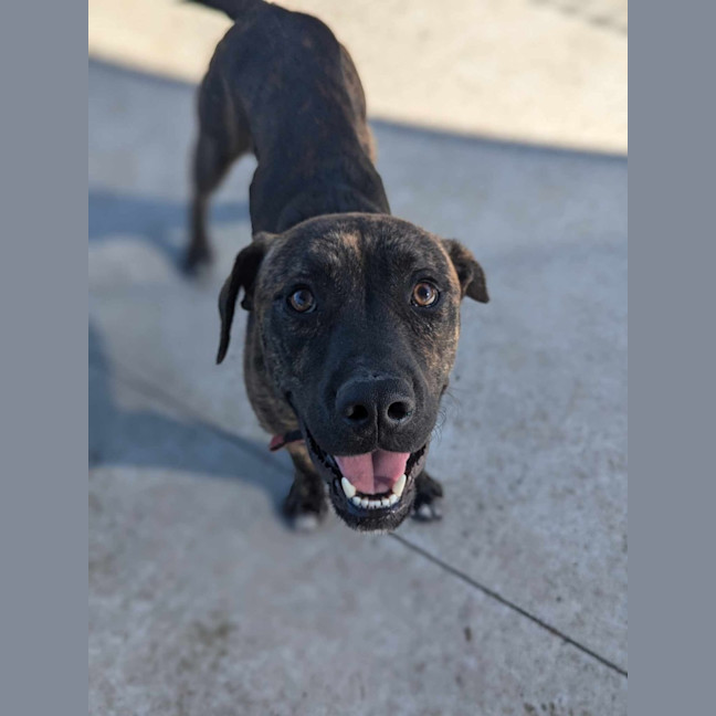 Photo of Mushu Imp 2923