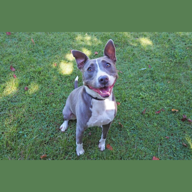 Photo of Bluey