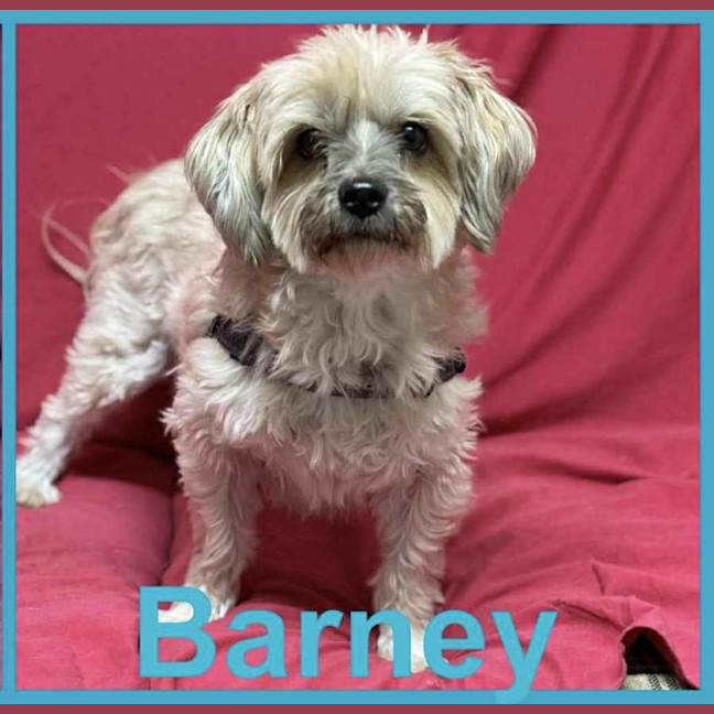 Photo of Starburst And Barney