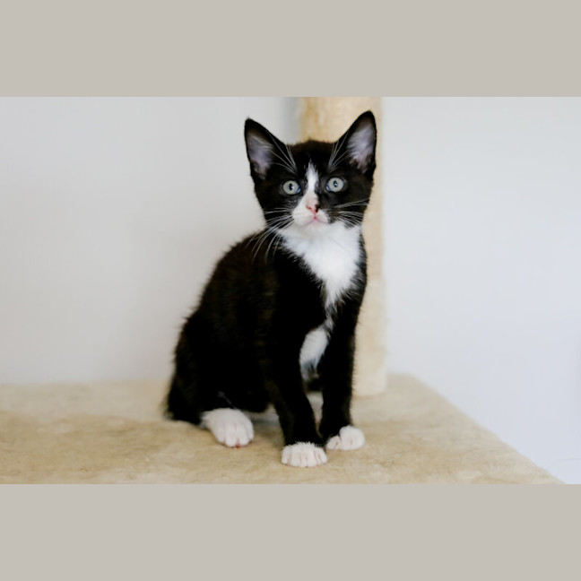 Photo of Domino
