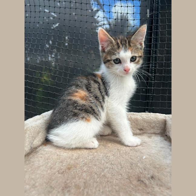 Photo of Cookie