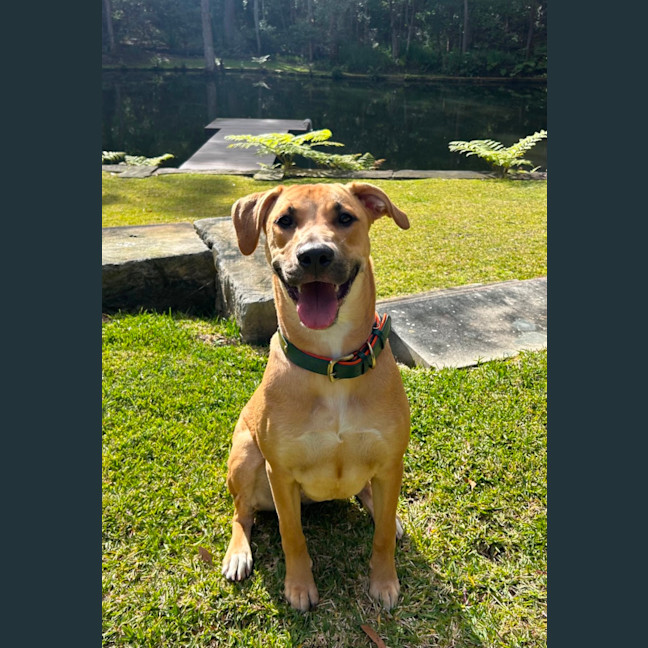 Photo of Ducky   Assisted Rehome