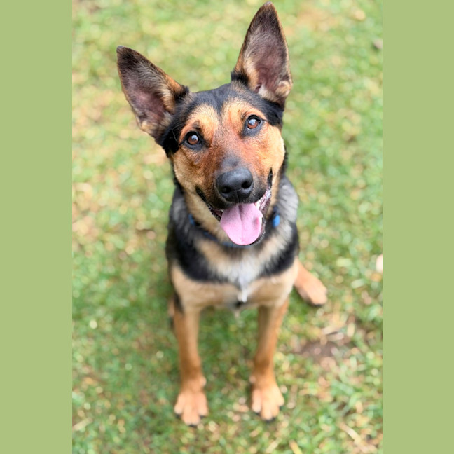 Photo of Rusty