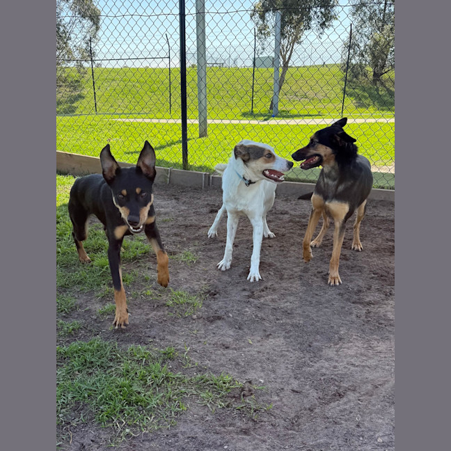 Photo of Bolt