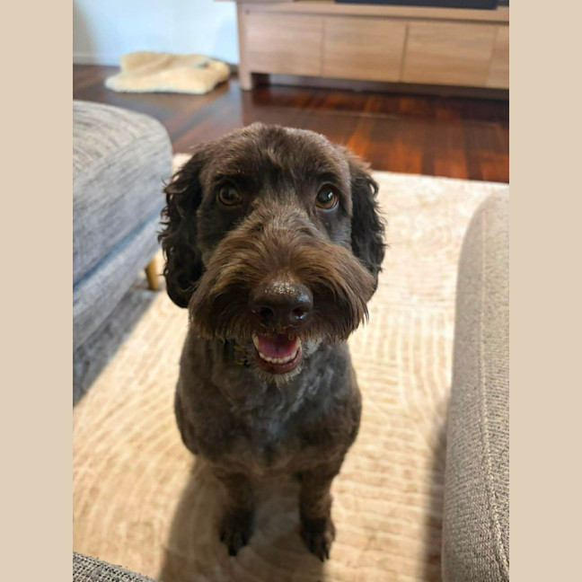 Photo of Remy