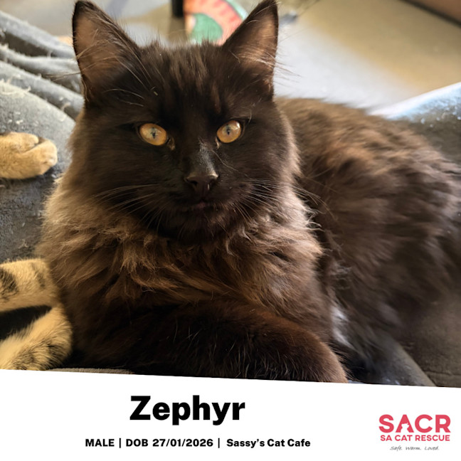 Photo of Zephyr