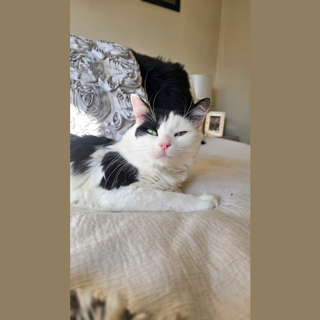 Photo of Luna & Mikey