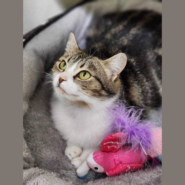 Photo of 🧸 Gemma 5509 🧸