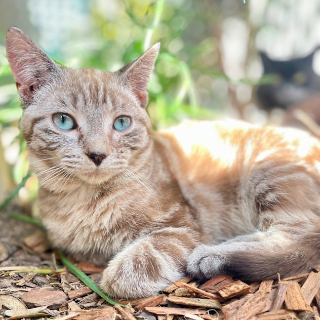 Photo of Ferdinand