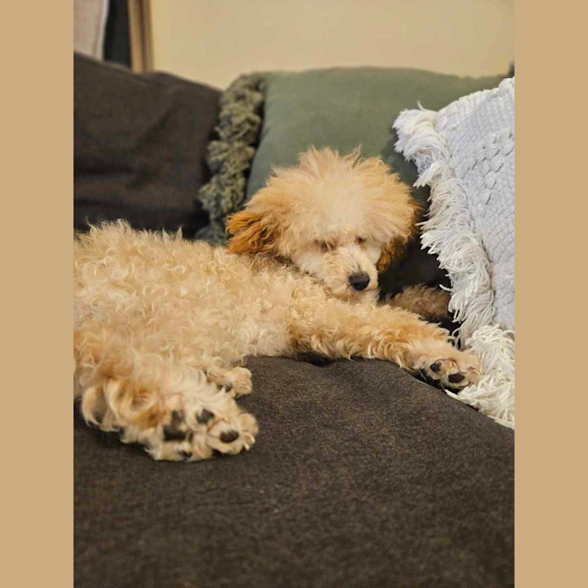 Photo of Sophia (Fifi)