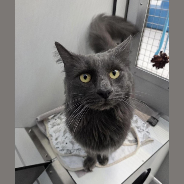 Photo of Lancelot