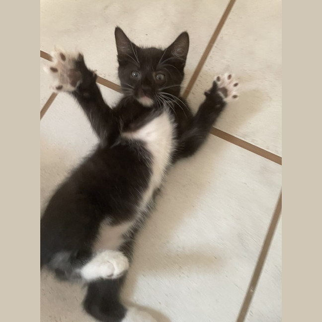 Photo of Jinx