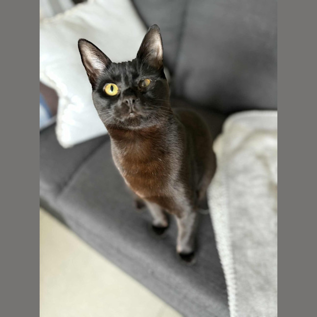 Photo of Pip & Squeak   In Foster In Preston 