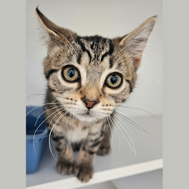 Photo of Bubbles (Bonded To Buttercup)