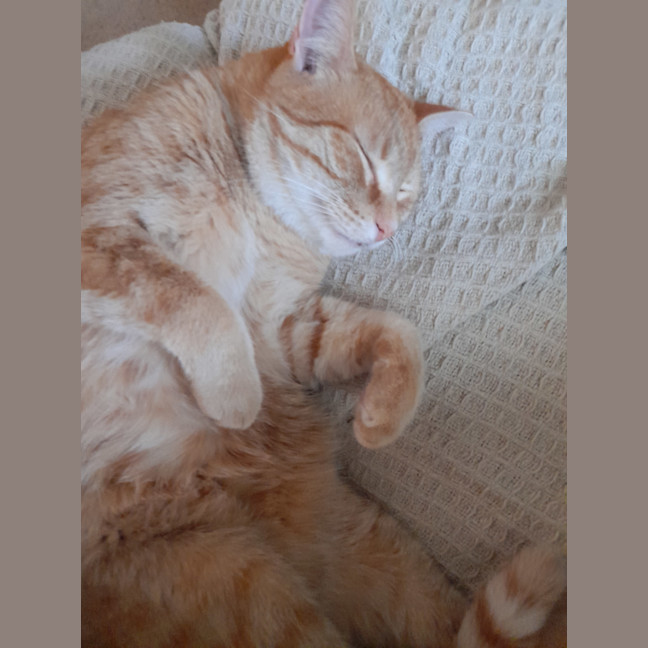 Photo of Flynn