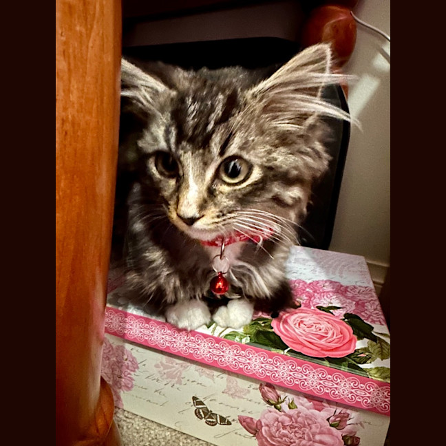 Photo of Koda Sim