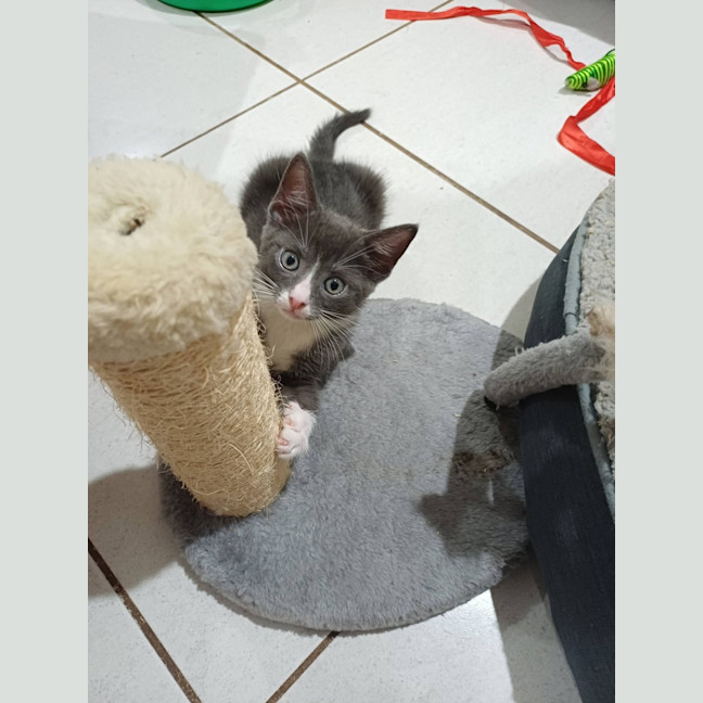 Photo of Nat The Cat