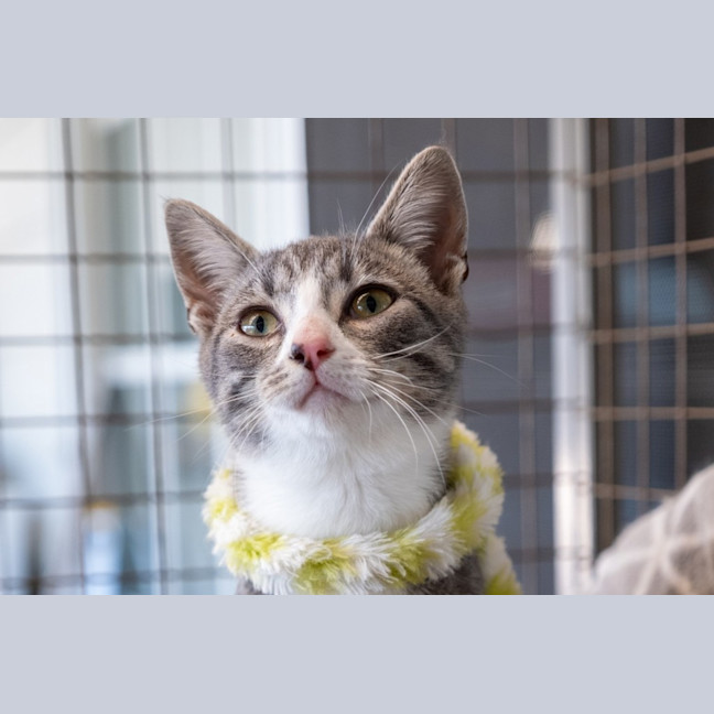 Photo of Mowgli